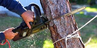 Best Storm Damage Tree Cleanup  in West Laurel, MD